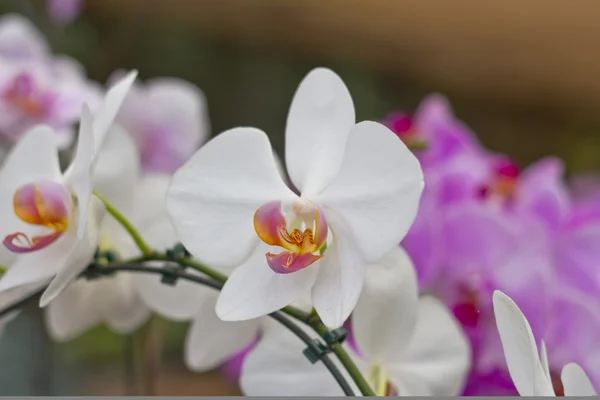 Belle orchidée isolée — Photo