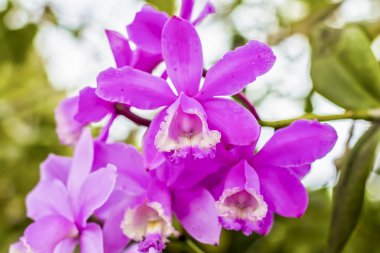 Arka plan ile mor orkide