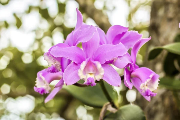 Orchidée pourpre avec fond — Photo