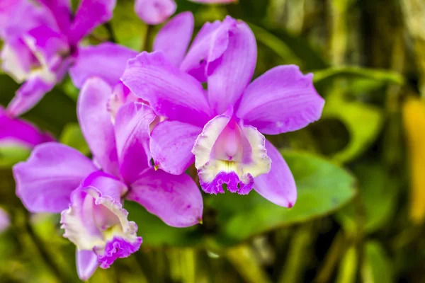 Orchidée pourpre avec fond — Photo