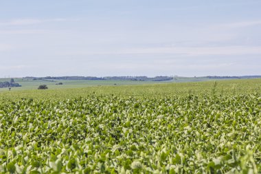 Soya mahsul plantasyon