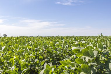 Soya mahsul plantasyon