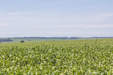 Soya mahsul plantasyon