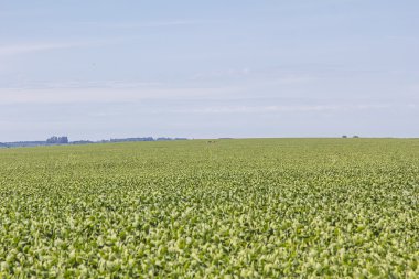 Soya mahsul plantasyon