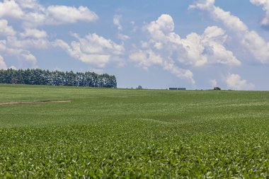 Soya mahsul plantasyon