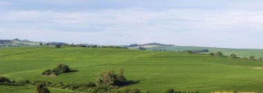 Soya mahsul plantasyon