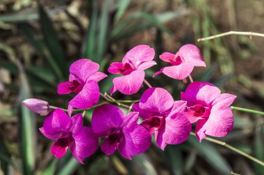 Güzel mor orkide - Phalaenopsis