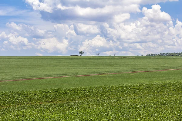 Soybean crop plantation Stock Image