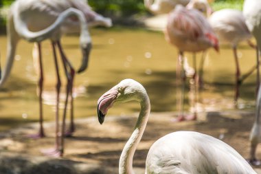 Flamingos, Parque das Aves, Foz do Iguacu, Brazil. clipart