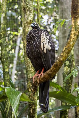 Jacutinga, Parque das Aves, Foz do Iguacu, Brazil. clipart