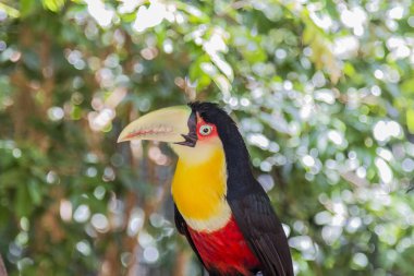 Tucano, Parque das Aves, Foz do Iguacu, Brazil. clipart