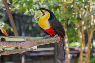 Tucano, Parque das Aves, Foz do Iguaçu, Brezilya.