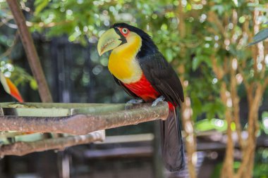 Tucano, Parque das Aves, Foz do Iguacu, Brazil. clipart