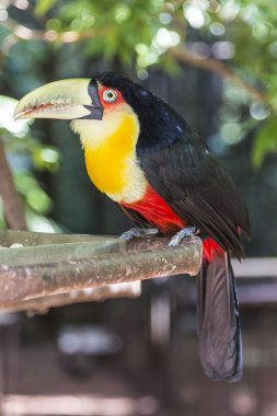 Tucano, Parque das Aves, Foz do Iguaçu, Brezilya.