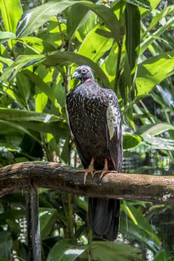 Jacutinga, Parque das Aves, Foz do Iguaçu, Brezilya.