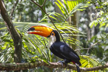 Tucano, Parque das Aves, Foz do Iguaçu, Brezilya.