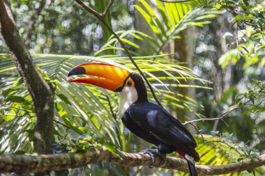 Tucano, Parque das Aves, Foz do Iguacu, Brazil. clipart