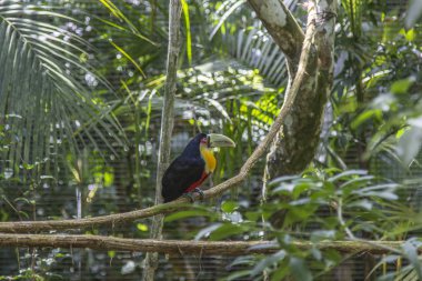 Tucano, Parque das Aves, Foz do Iguaçu, Brezilya.