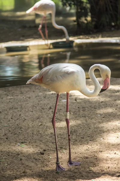 Flamencos, Parque das Aves, Foz do Iguacu, Brasil . —  Fotos de Stock