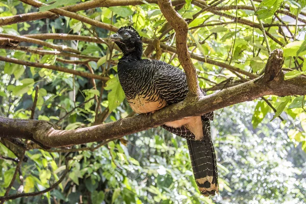 Jacutinga, Parque das Aves, Foz do Iguacu, Brésil . — Photo