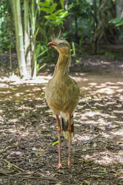 Siriema, Parque das Aves, Foz do Iguacu, Brasil . —  Fotos de Stock