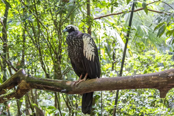 Jacutinga, Parque das Aves, Foz do Iguacu, Brésil . — Photo