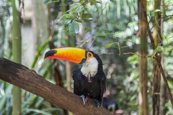 Tucano, Parque das Aves, Foz do Iguaçu, Brezilya.