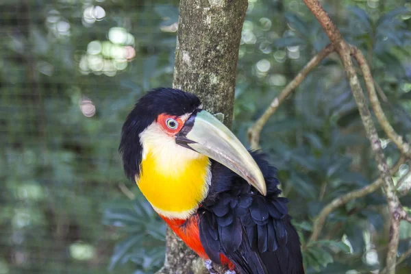 Tucano, Parque das Aves, Foz do Iguacu, Brazilië. — Stockfoto