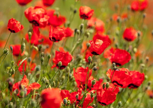 Kırgızistan'daki haşhaş.