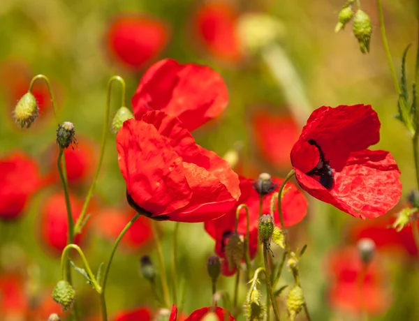 Kırgızistan'daki haşhaş.