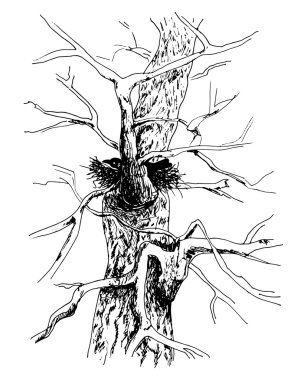 Sketch of tree. Bird in house. Old poplar tree with bird silhouette on white. Spring theme. Vector illustration