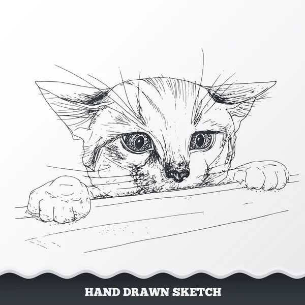 Hand drawn cat face. Sketched playful kitten muzzle look out from the desk. Pet neb symbol. Vector
