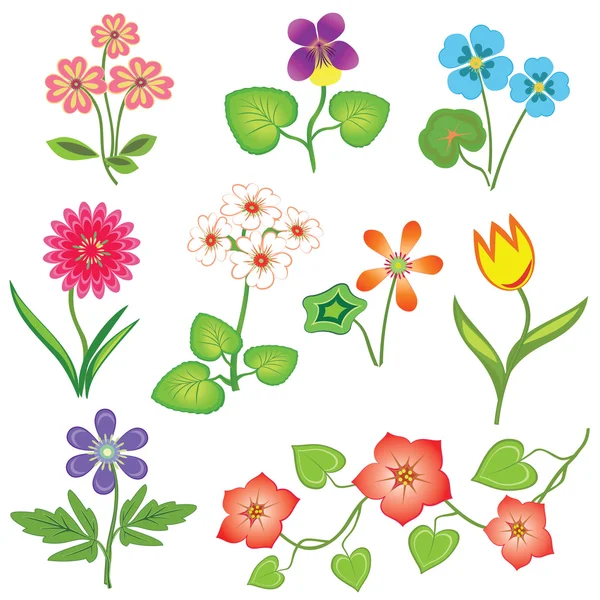 Flower set. Nasturtium, primula, viola, anemone, tulip, gowan, dog-daisy, petunia. Spring flowers. Floral symbols with leaves. Color icons. May be used in cuisine. Vector isolated.