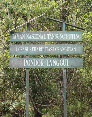 Endonezya Tanjung Puting park