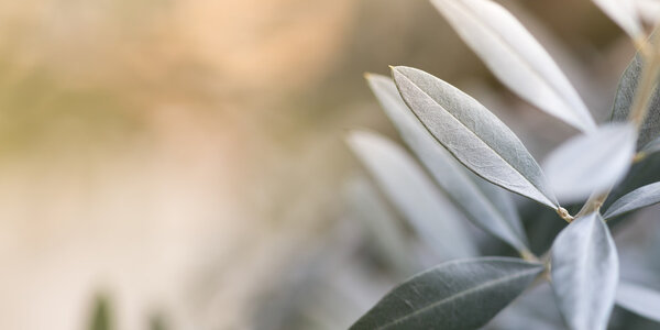 Фотофон оливкового дерева
