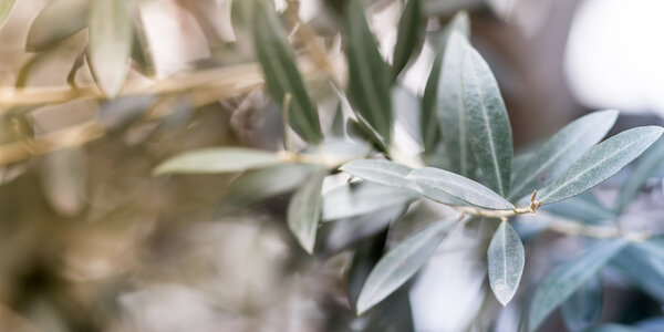 Olive tree photo background