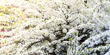 Ağaç arka planda fotoğraf