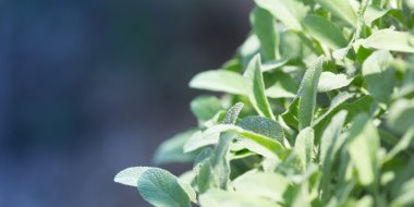 Bahçedeki adaçayı bitkisi