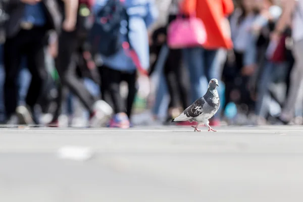 야외 산책 하는 비둘기 — 스톡 사진