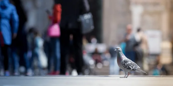 Holub chůzi venkovní — Stock fotografie