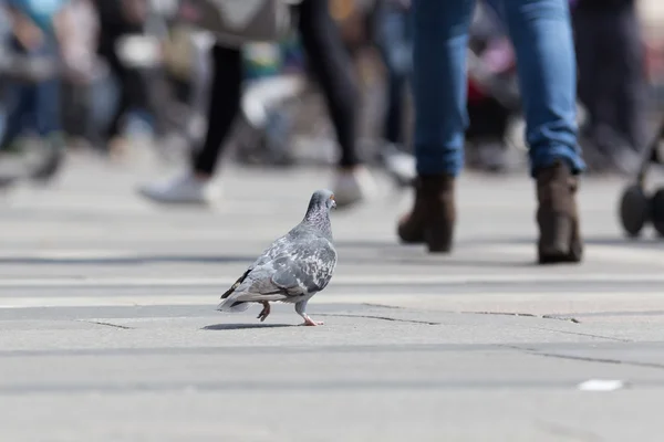 Holub chůzi venkovní — Stock fotografie