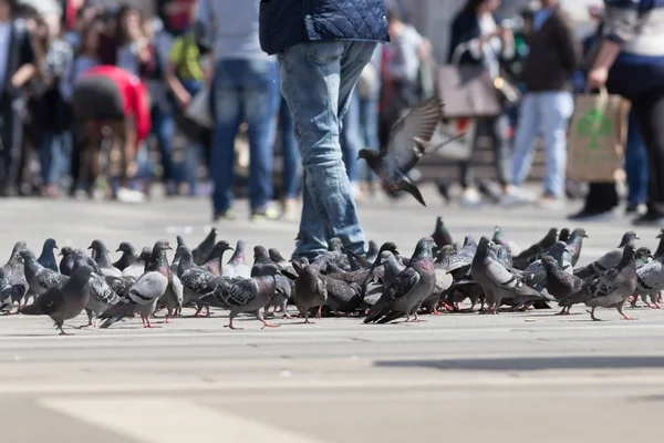 Grupo de palomas al aire libre — Foto de Stock