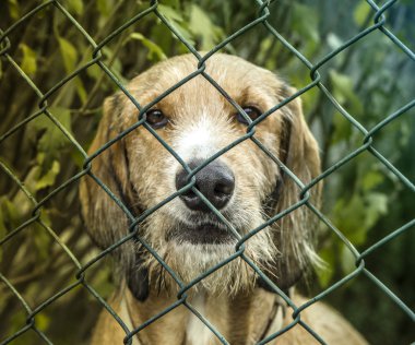 meraklı köpek portre