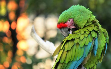 Ormandaki Renkli Papağan