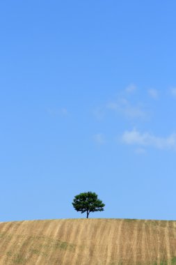 Yazın buğday tarlası