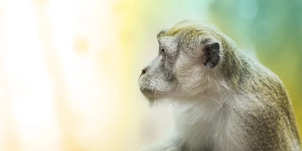 Playful monkey portrait — Stock Photo, Image