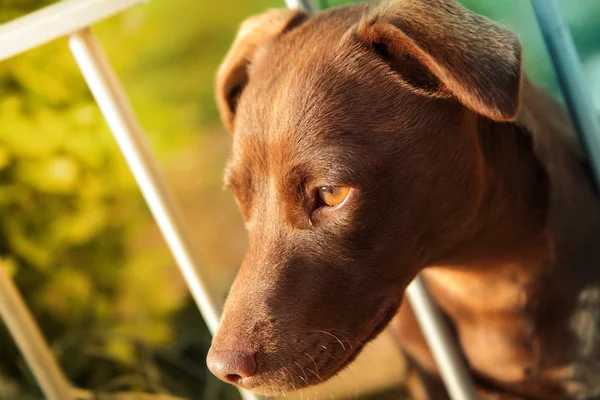 Nadenkend hond portret — Stockfoto