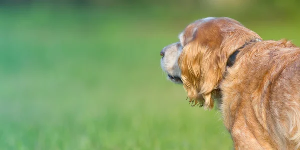 Gouden labrador retriever — Stockfoto