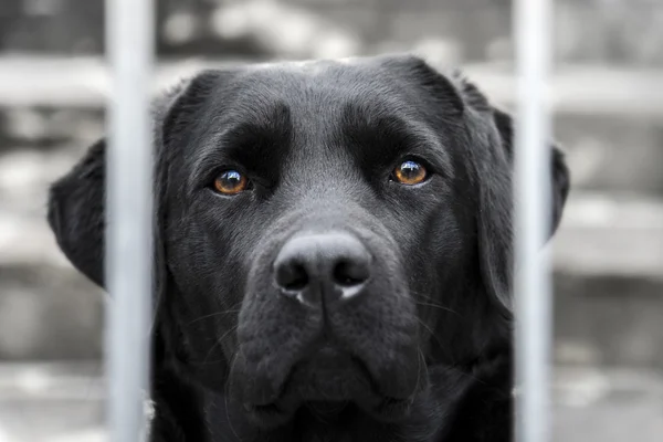 黑色拉布拉多猎犬 — 图库照片