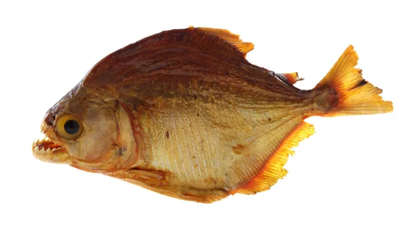 Piranha fish on white — Stock Photo, Image